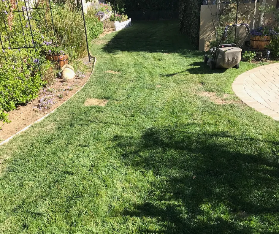 Freshly mowed lawn