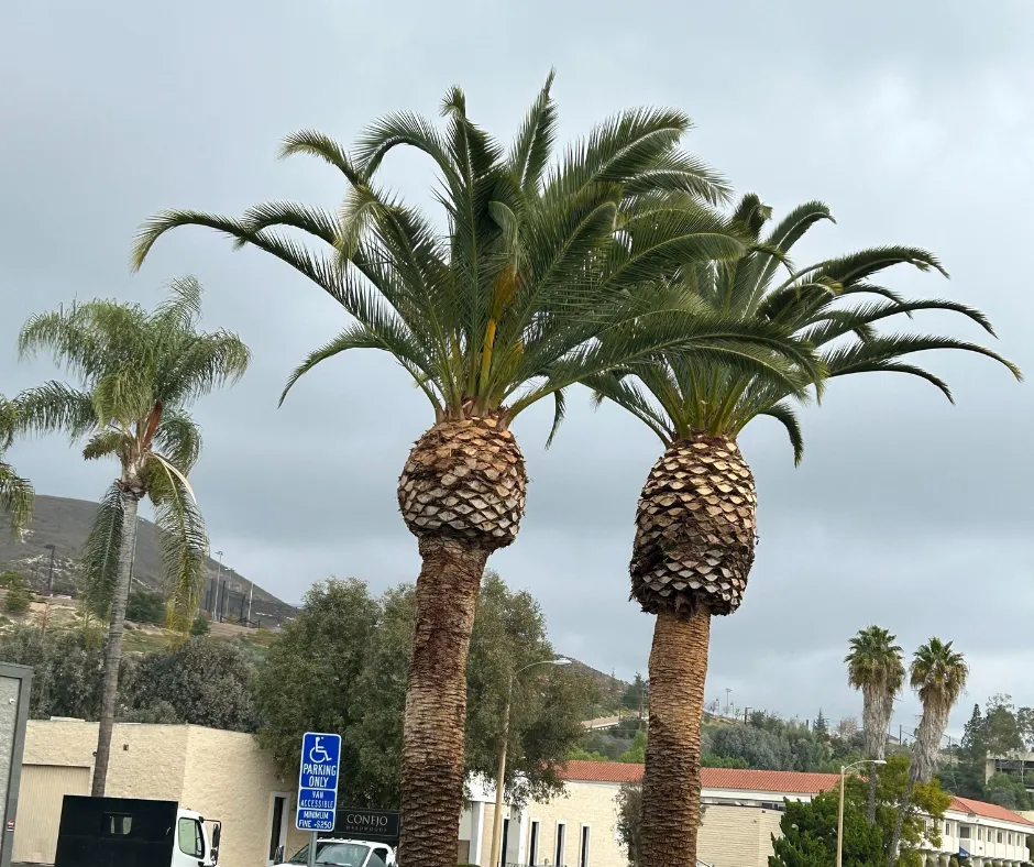 Tree trimming